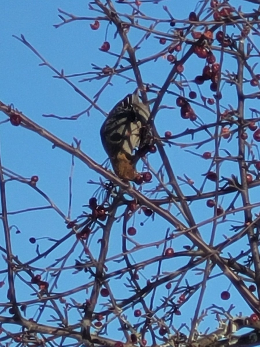 ギンザンマシコ - ML647193633