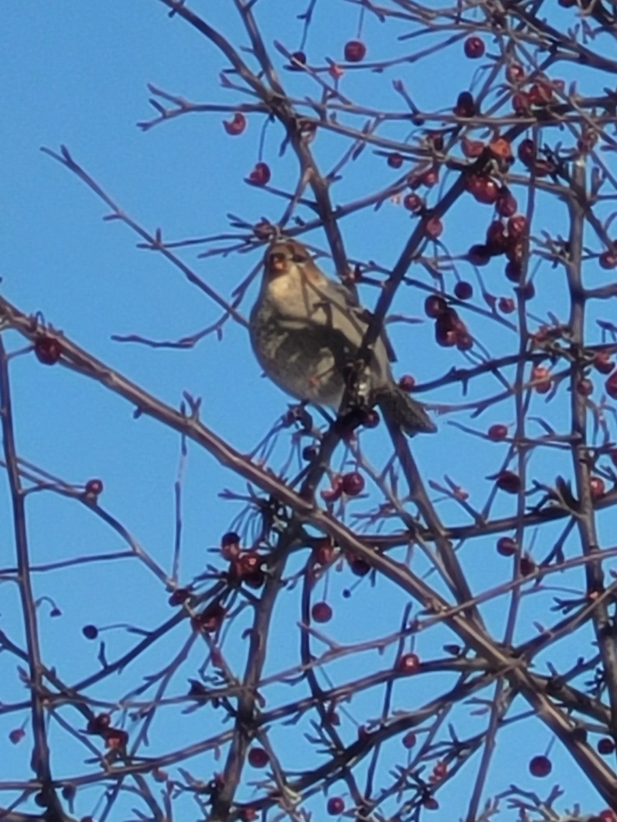 ギンザンマシコ - ML647193634