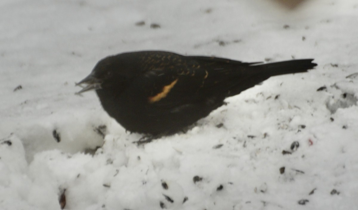 Red-winged Blackbird - ML647193641