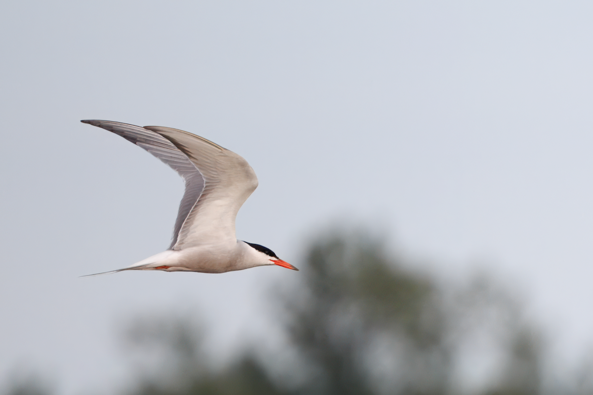 アジサシ - ML647193647