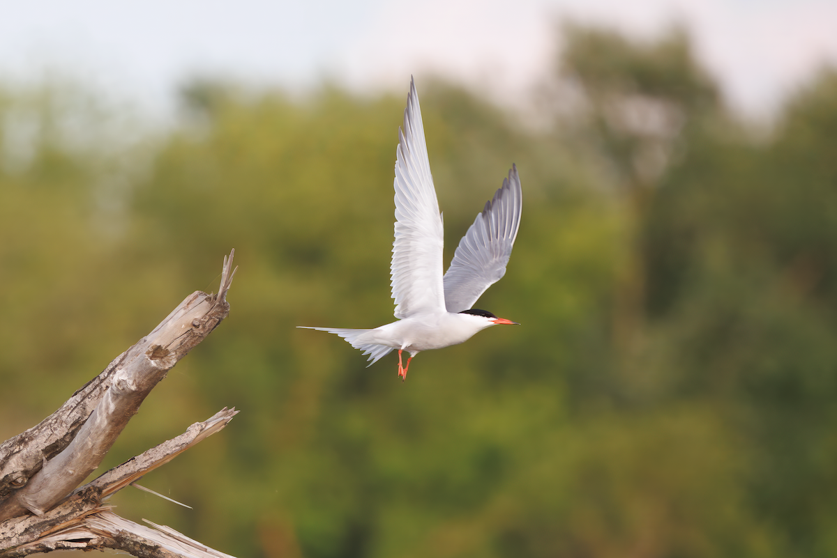 アジサシ - ML647193648