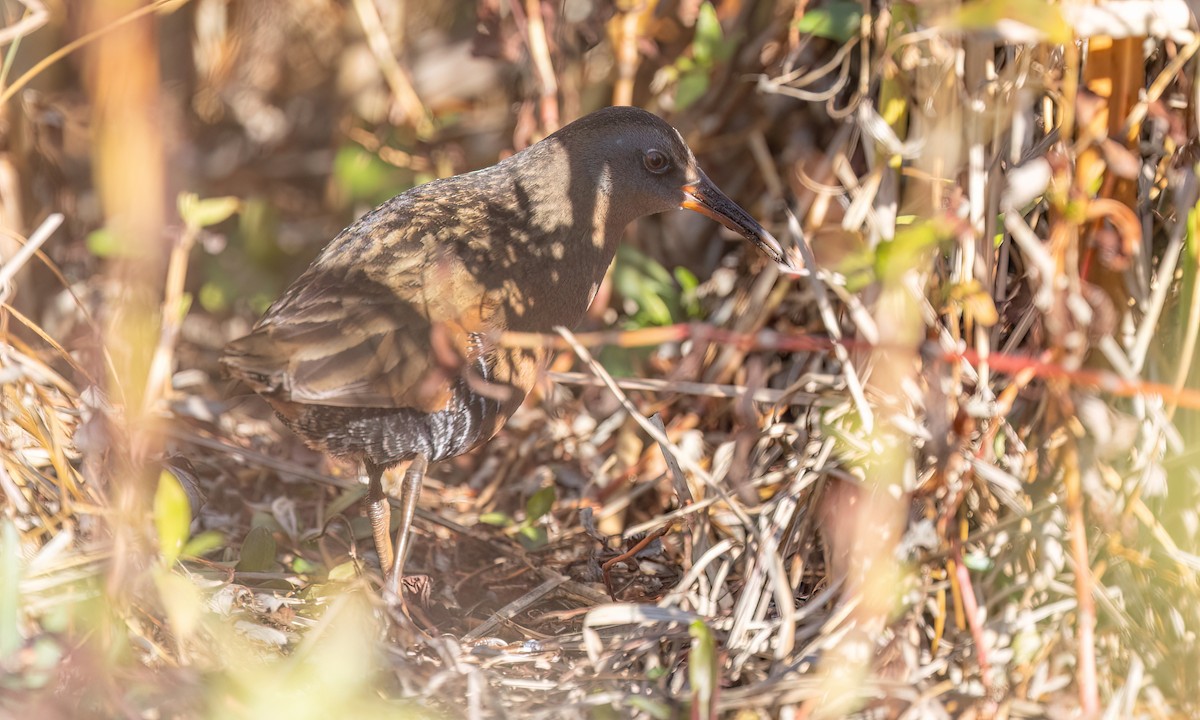 Virginia Rail - ML647193649