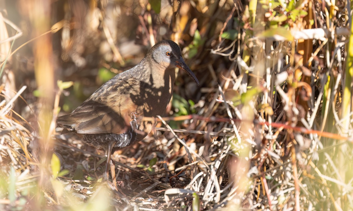 Virginia Rail - ML647193650