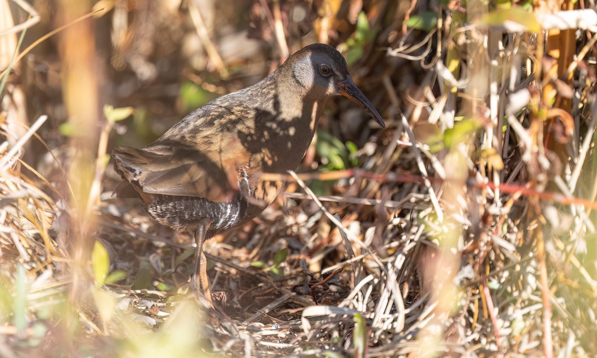 Virginia Rail - ML647193651