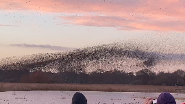 špaček obecný - ML647193652