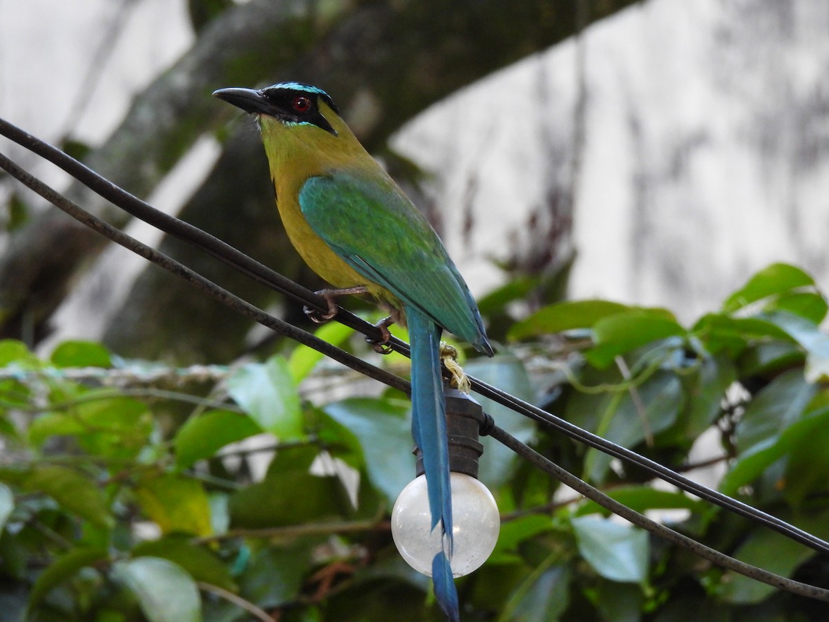 Lesson Motmotu - ML647193654