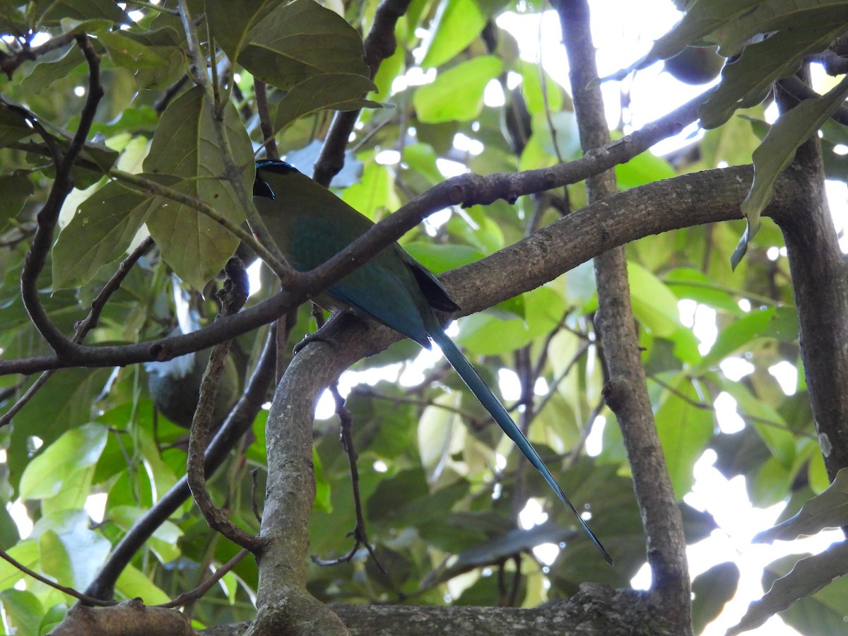 Lesson Motmotu - ML647193655