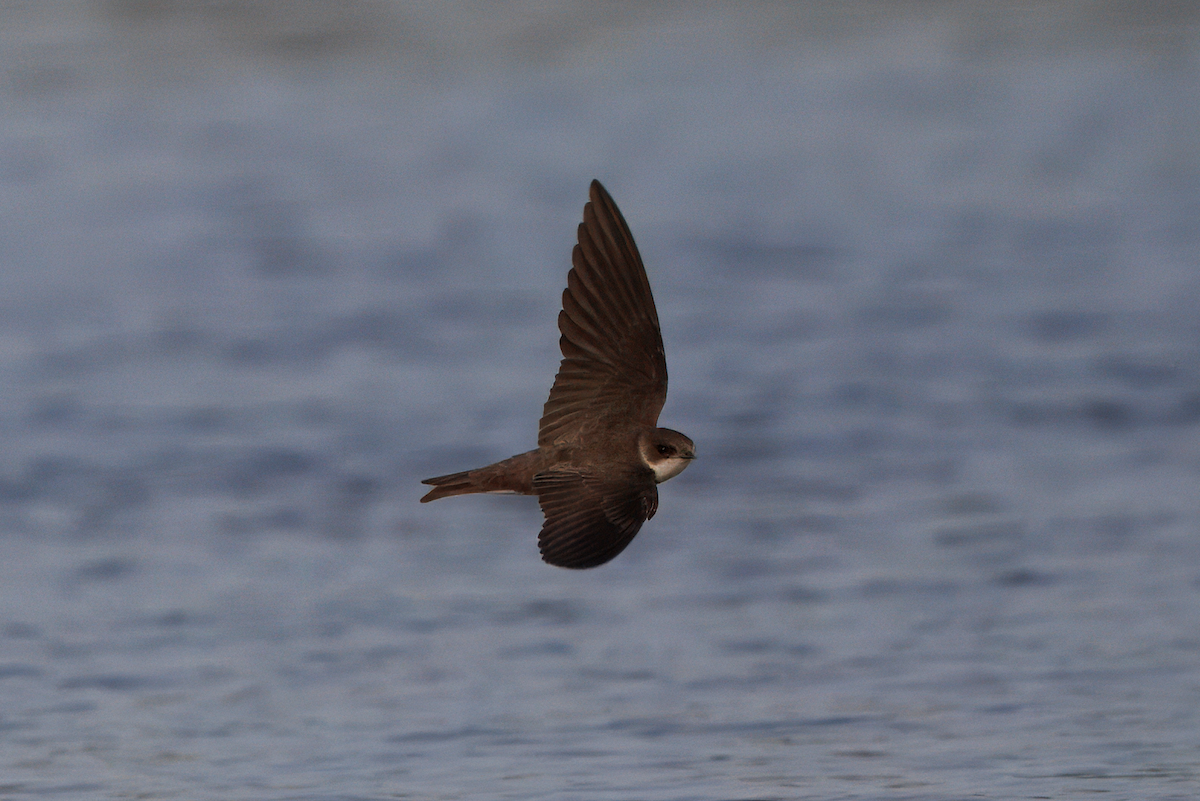 Uhalde-enara arrunta - ML647193656