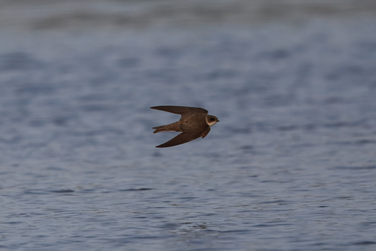 Uhalde-enara arrunta - ML647193657