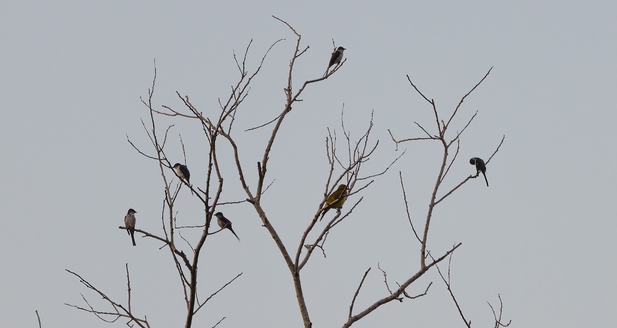 Ashy Minivet - ML647193665