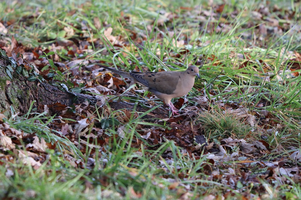 Mourning Dove - ML647193666