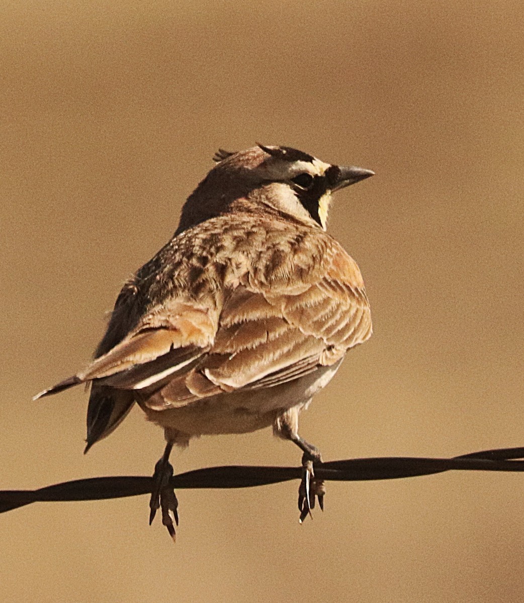 Horned Lark - ML647193667