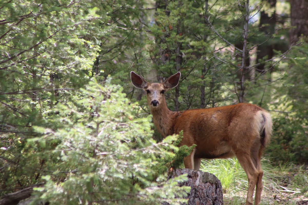 Mule Deer - ML647193669