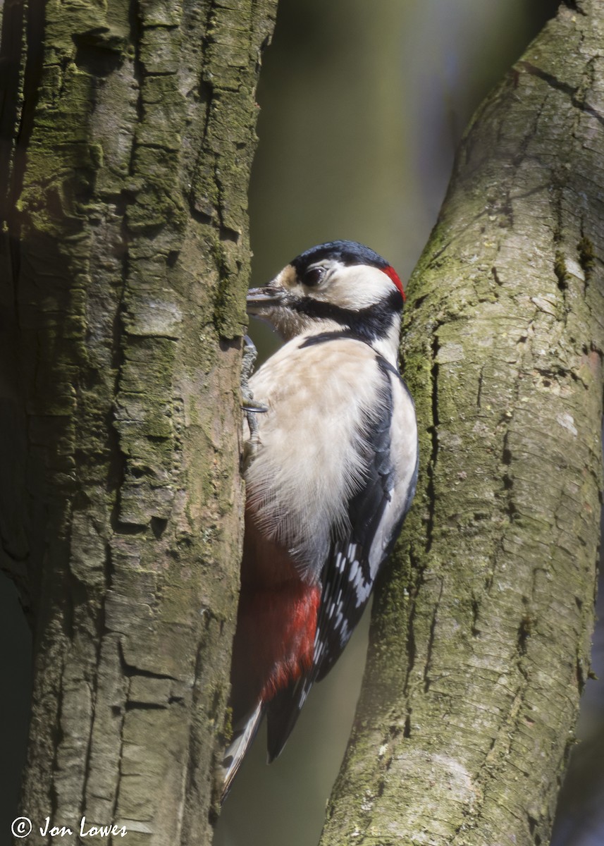 Okil handia (handia) - ML647193679