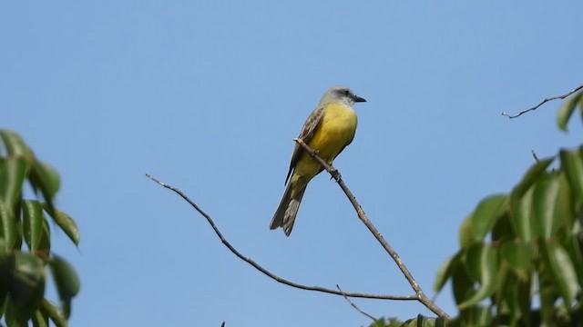 Couch's Kingbird - ML647193697