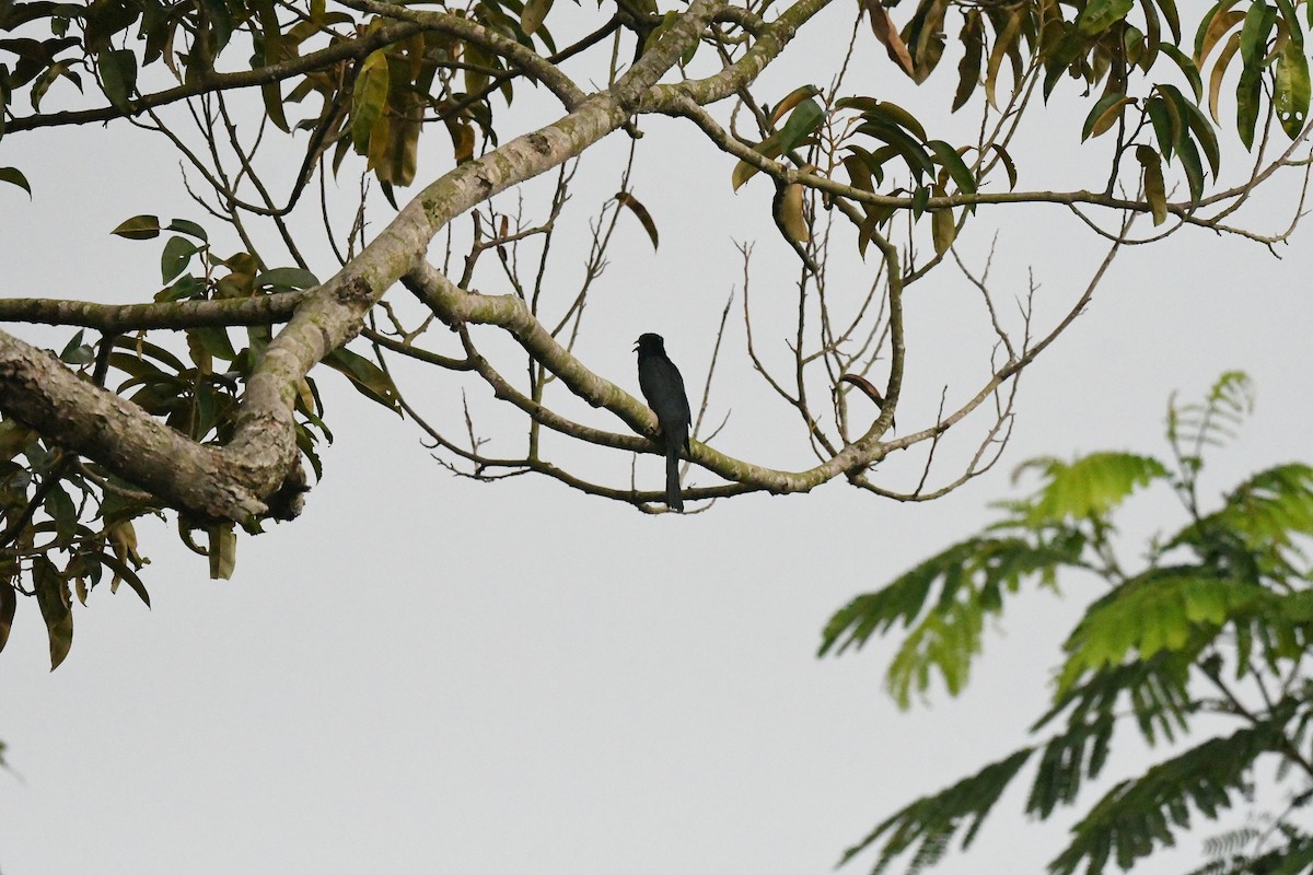 Coucou surnicou - ML647193698