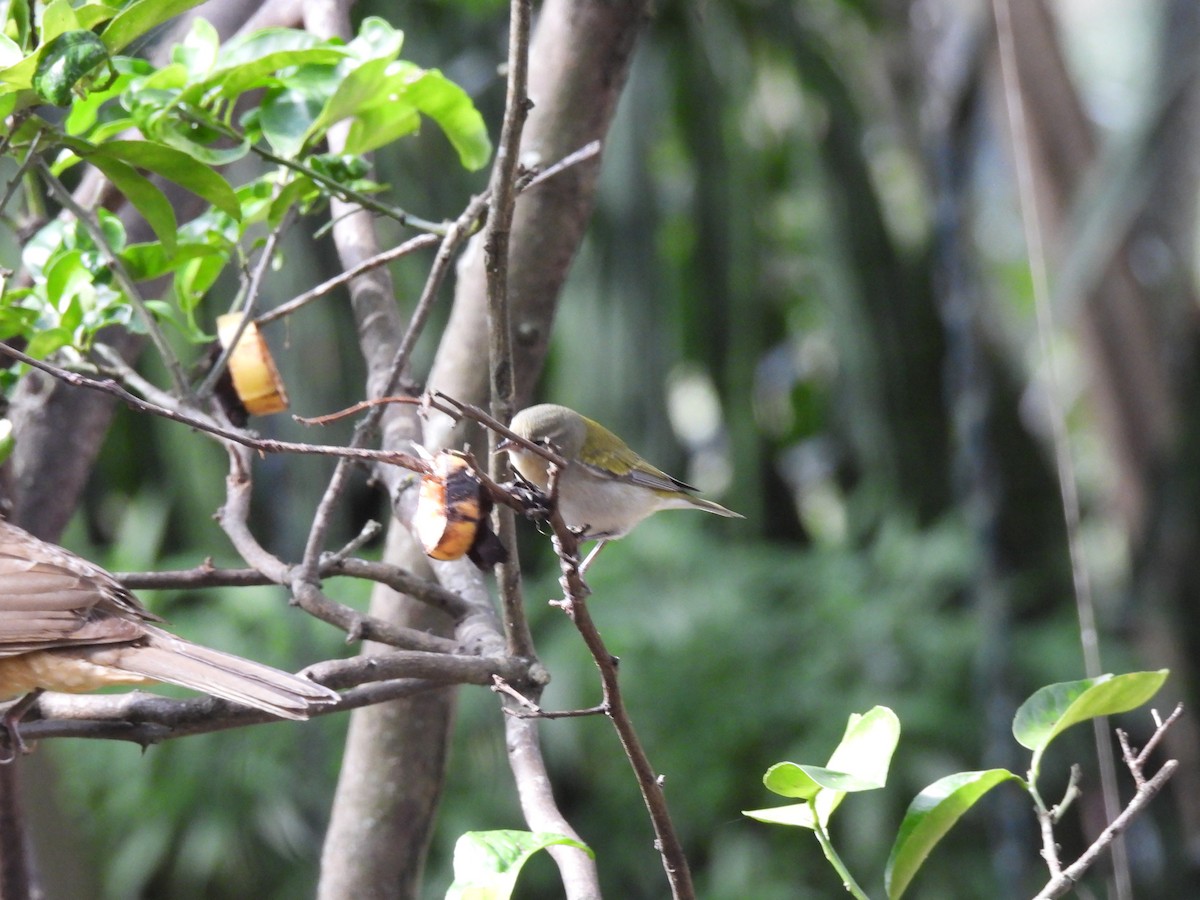 Червоїд світлобровий - ML647193699