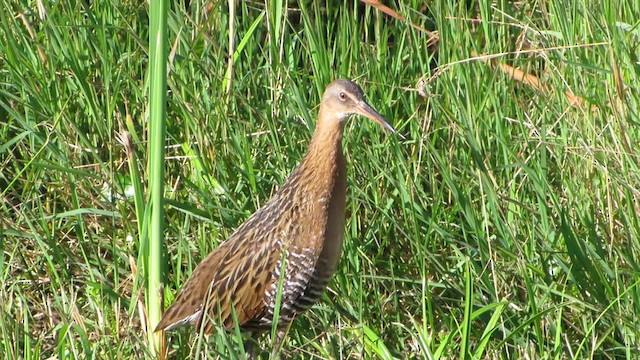 chřástal královský - ML647193700