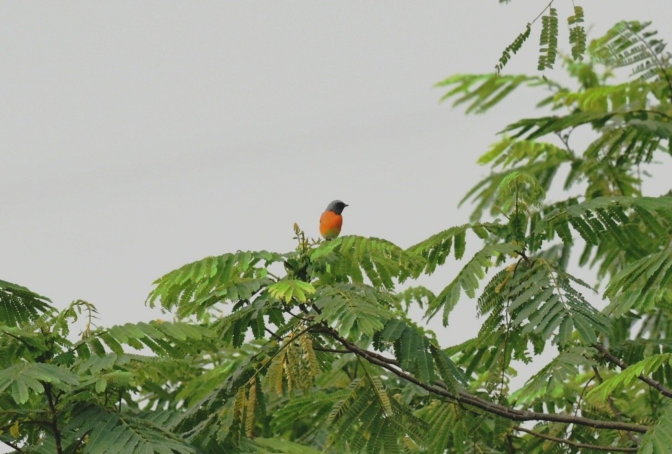 Zwergmennigvogel - ML647193701