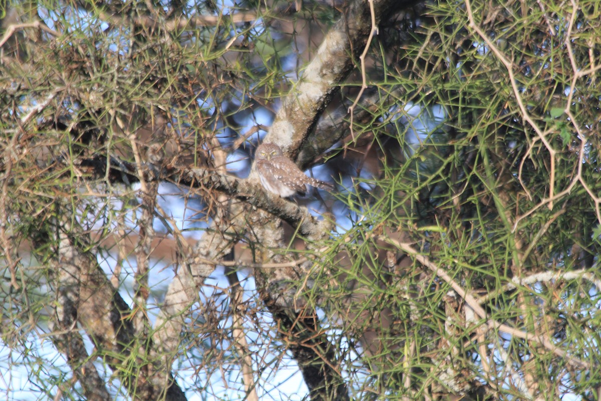 Pearl-spotted Owlet - ML647193710