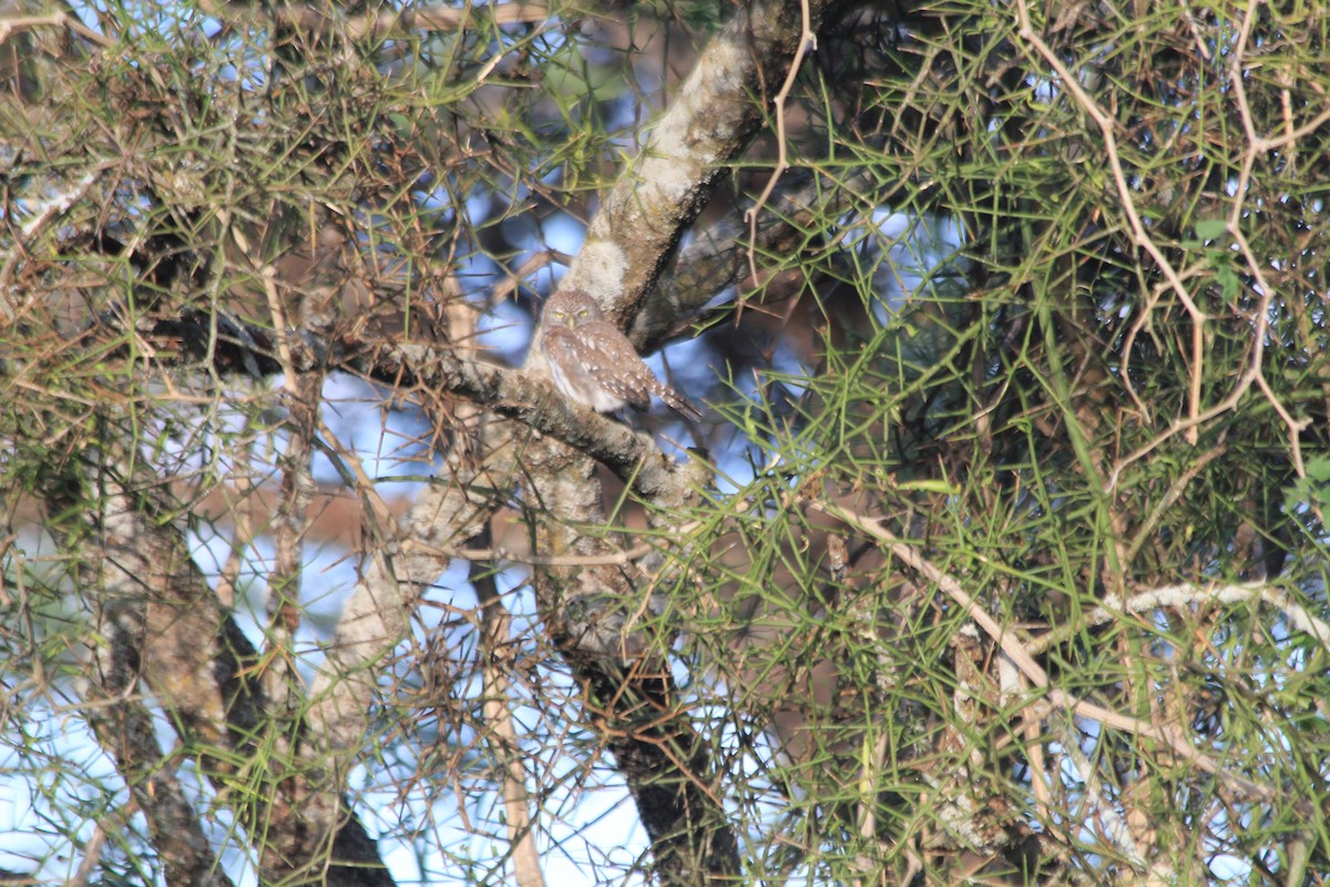 Pearl-spotted Owlet - ML647193711