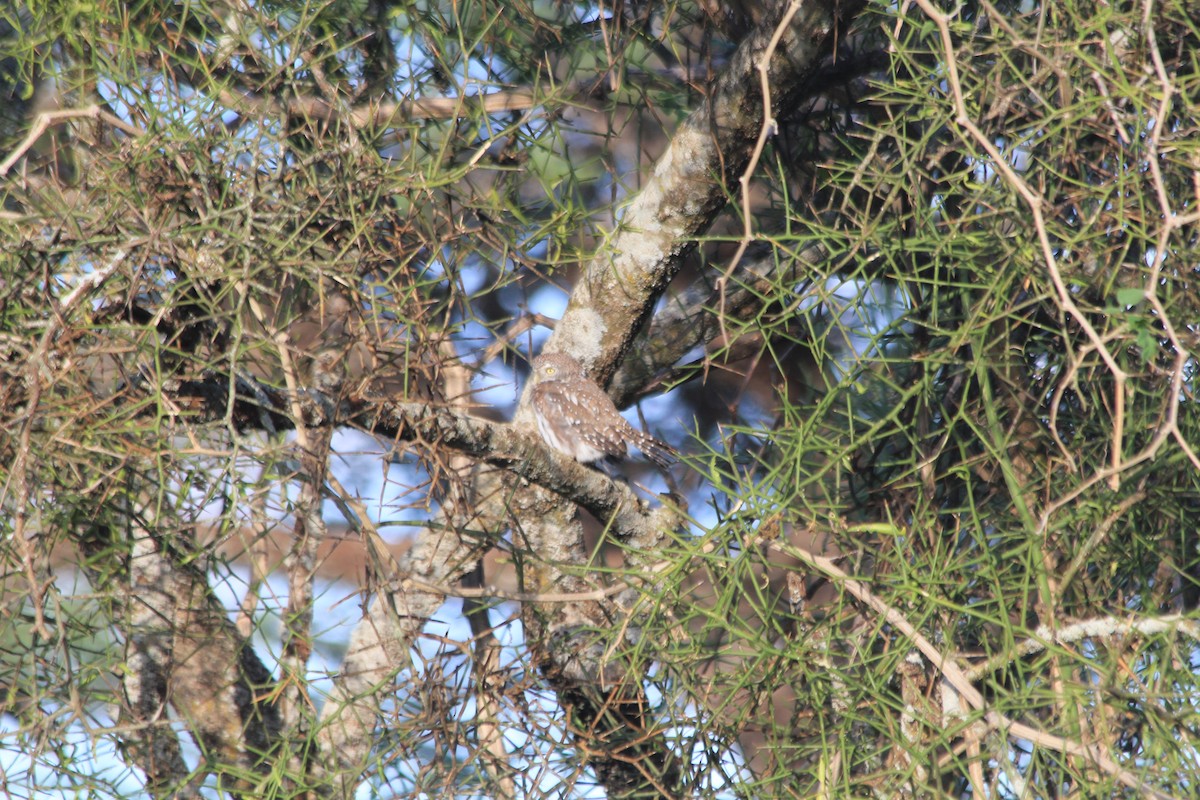 Pearl-spotted Owlet - ML647193712