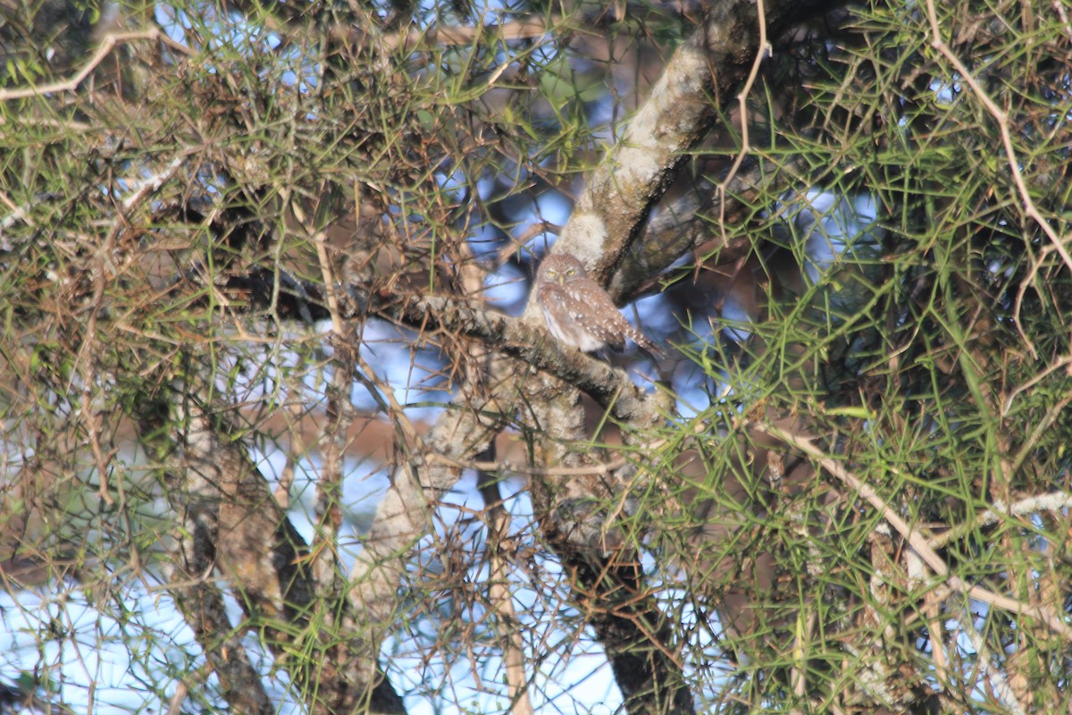 Pearl-spotted Owlet - ML647193713