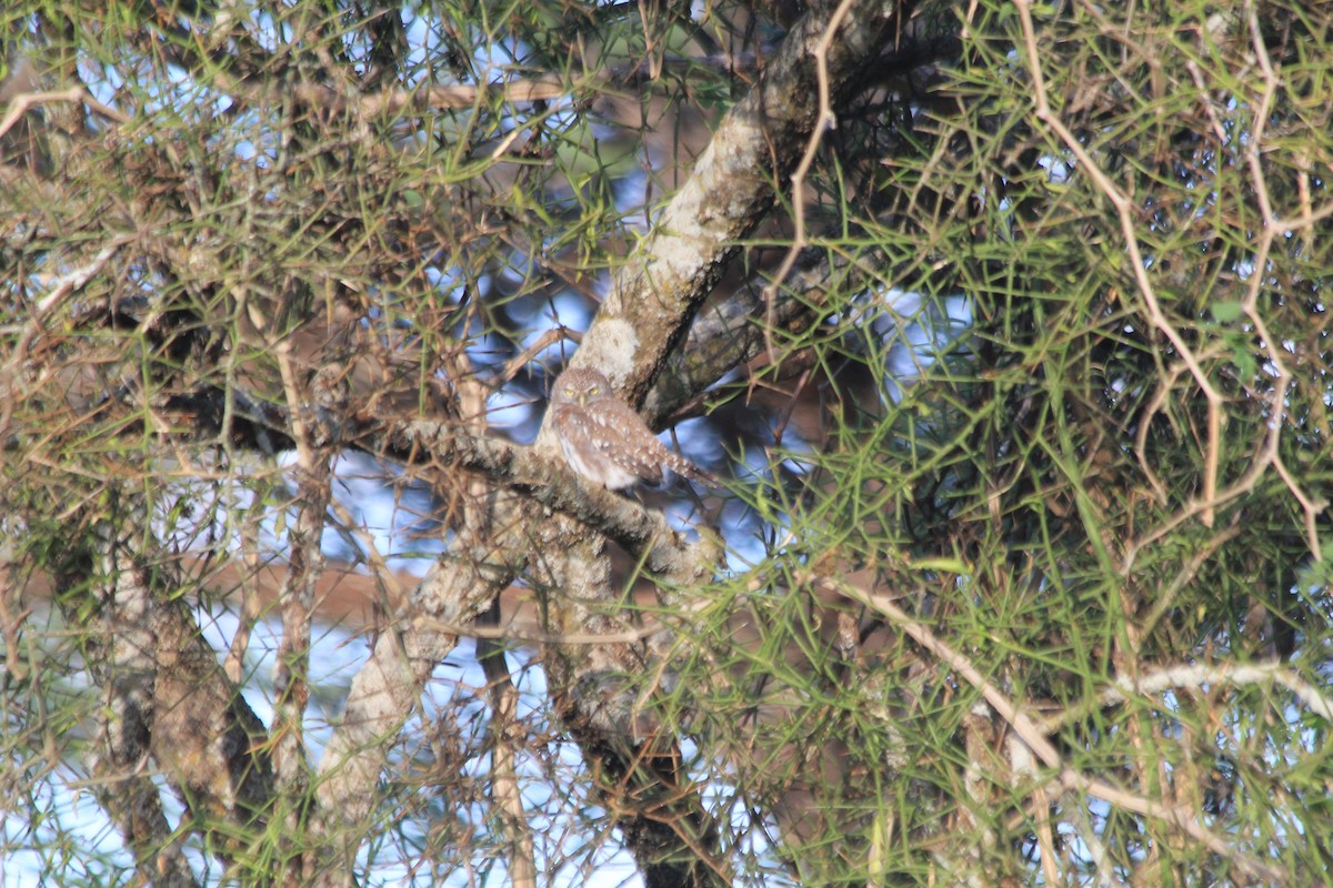 Pearl-spotted Owlet - ML647193714