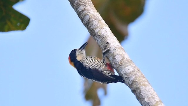 datel magdalenský - ML647193717