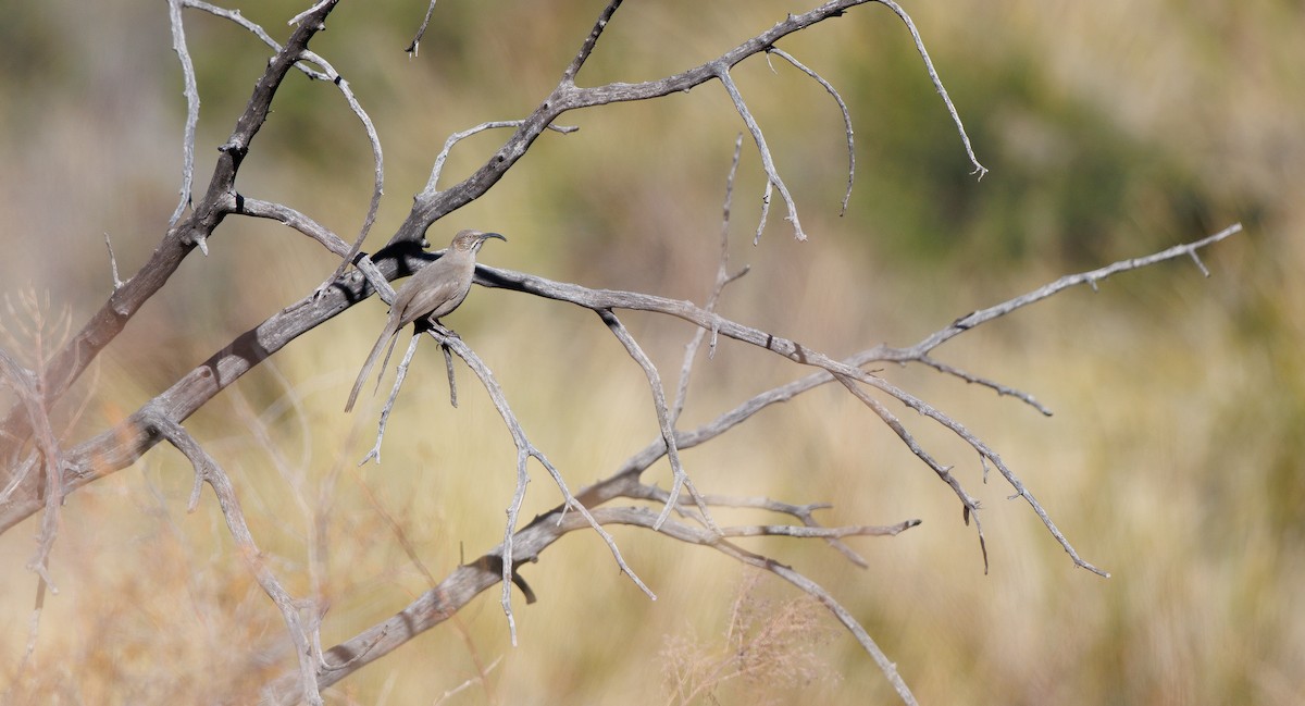 Crissal Thrasher - ML647193719