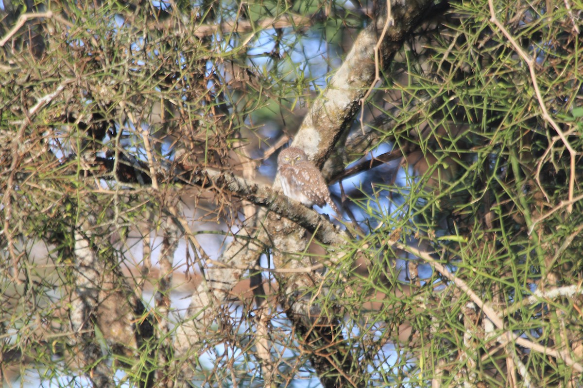Pearl-spotted Owlet - ML647193725