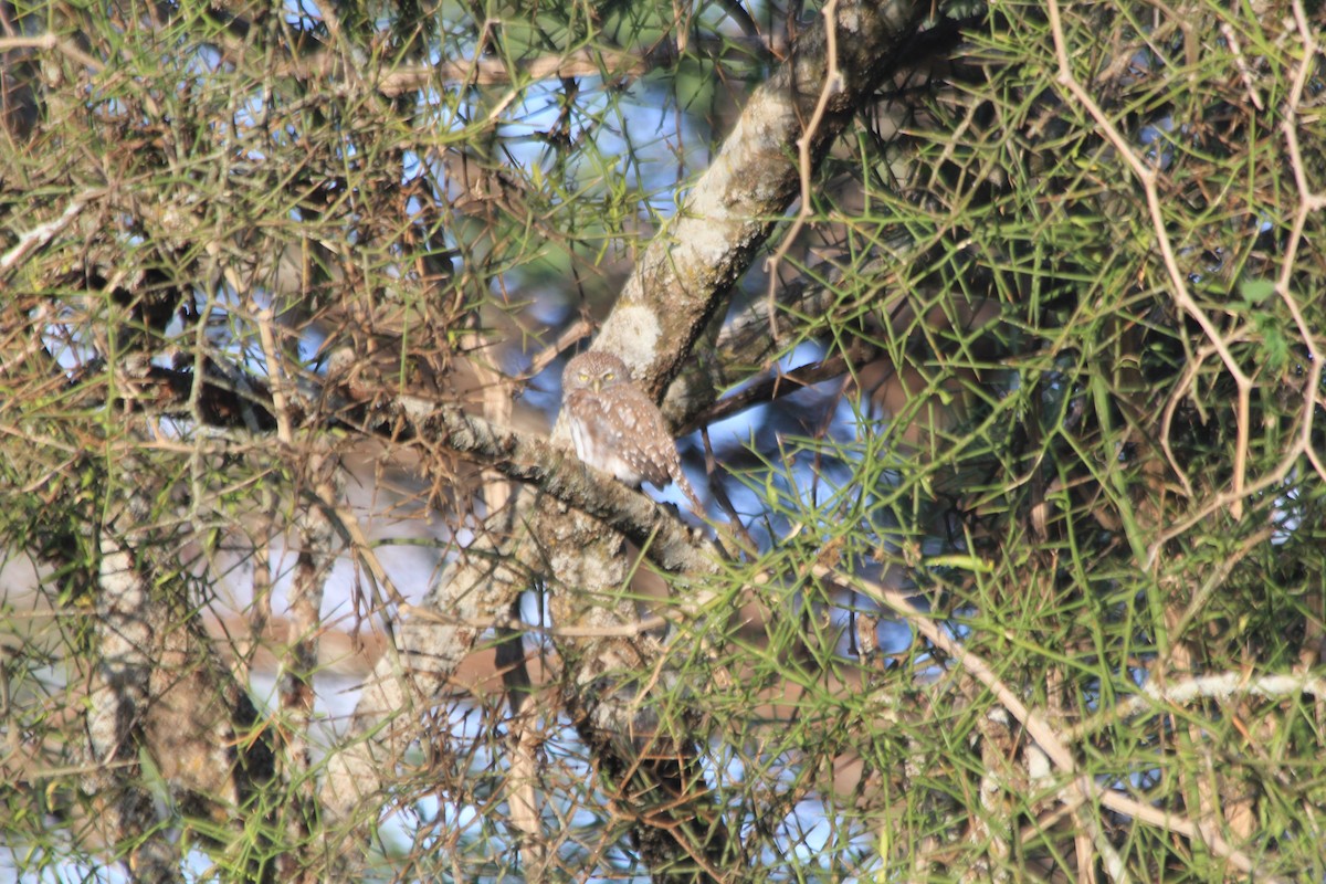 Pearl-spotted Owlet - ML647193726