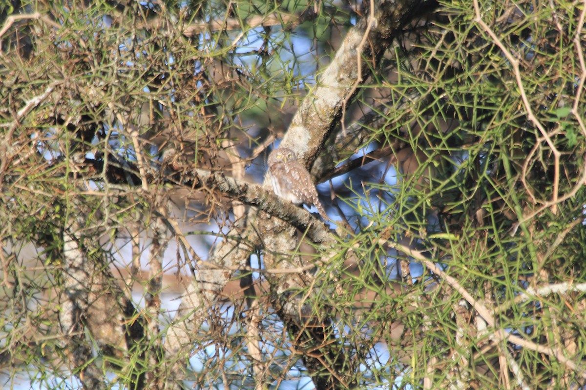 Pearl-spotted Owlet - ML647193727