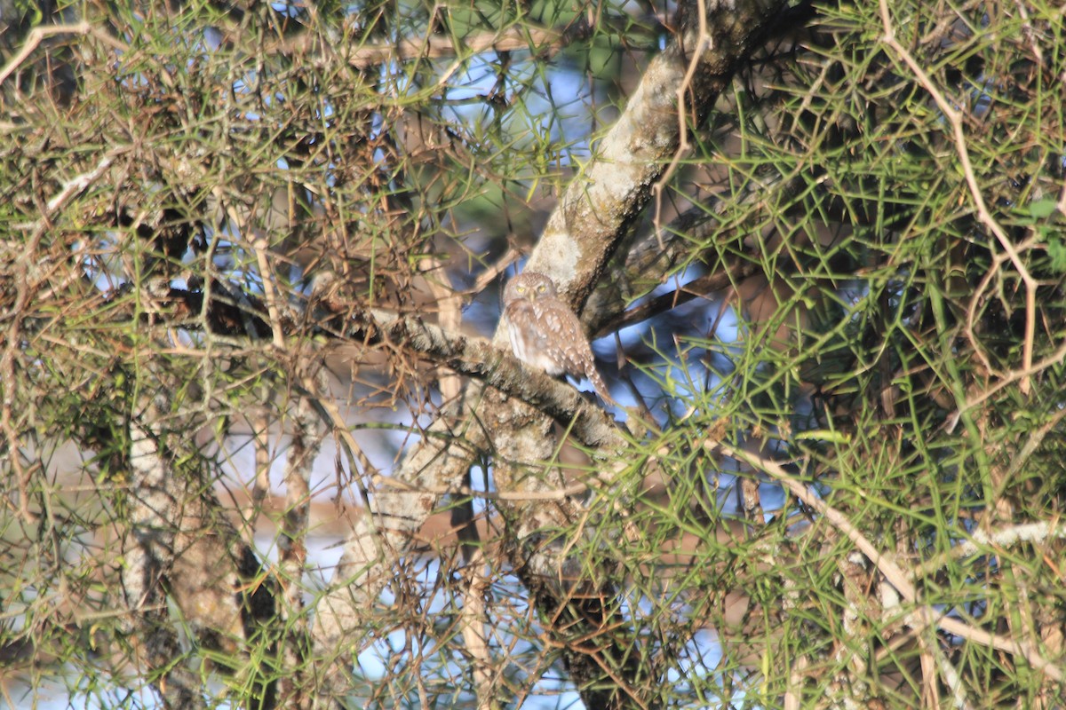 Pearl-spotted Owlet - ML647193728