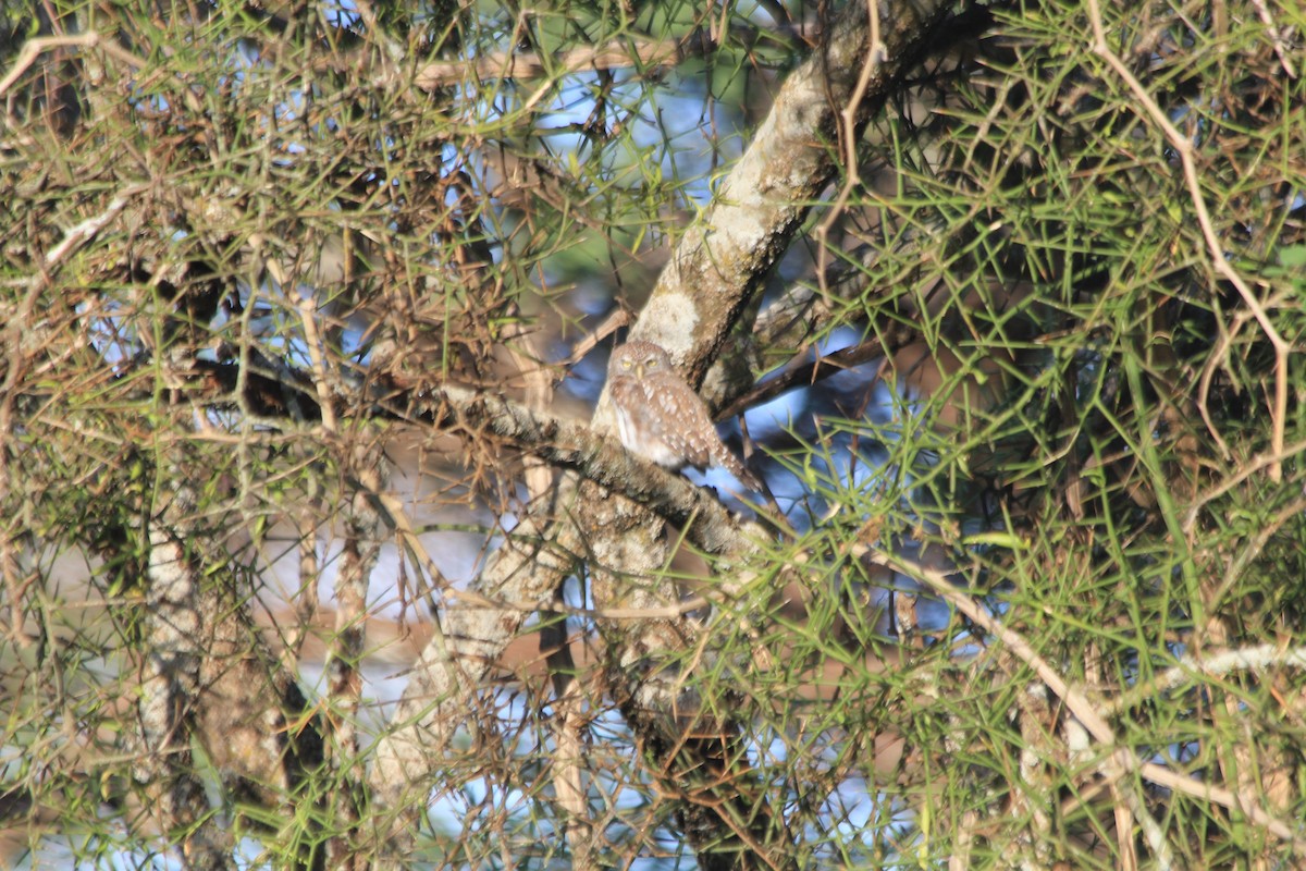 Pearl-spotted Owlet - ML647193729