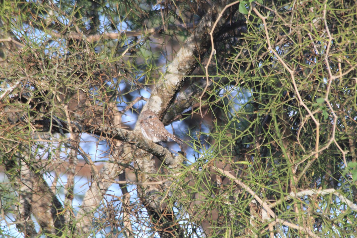 Pearl-spotted Owlet - ML647193730