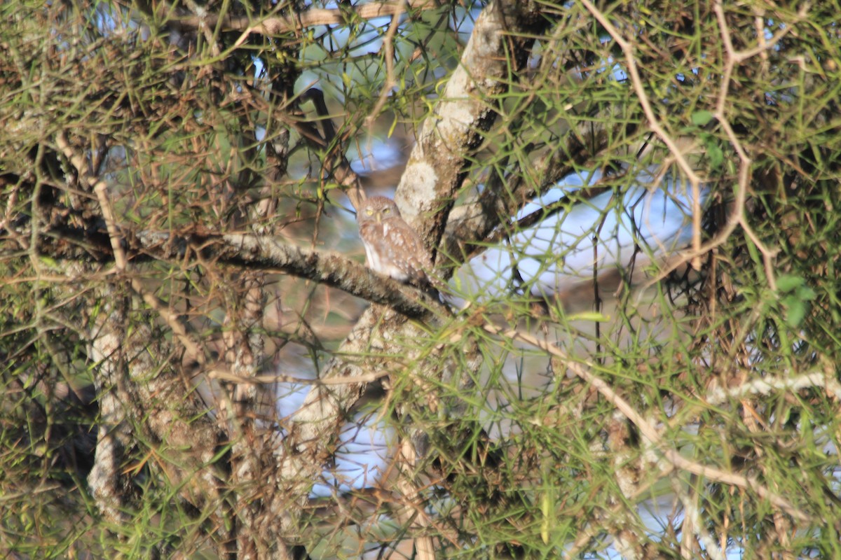 Pearl-spotted Owlet - ML647193731