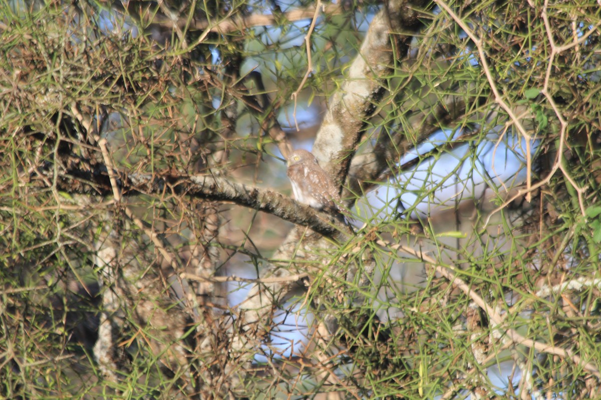 Pearl-spotted Owlet - ML647193732