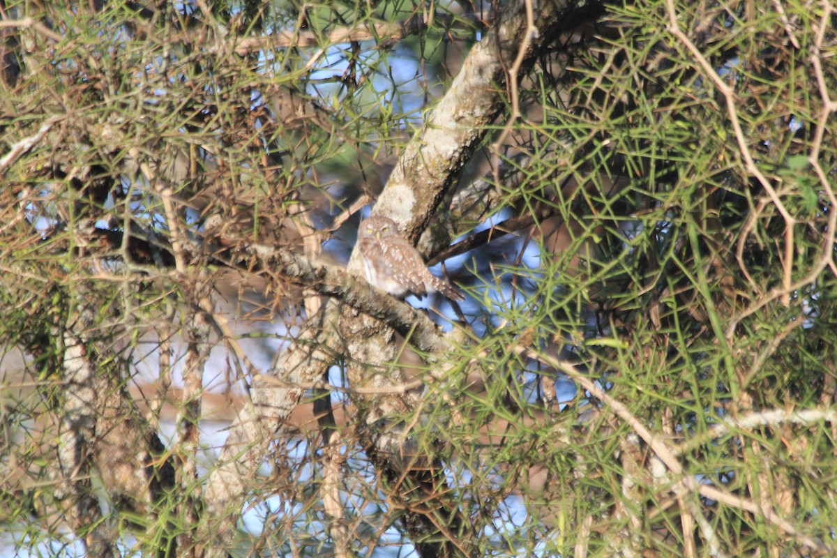 Pearl-spotted Owlet - ML647193733