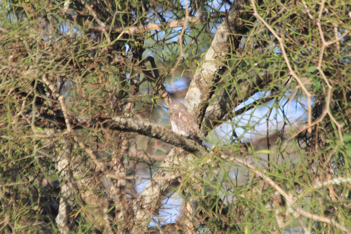 Pearl-spotted Owlet - ML647193734