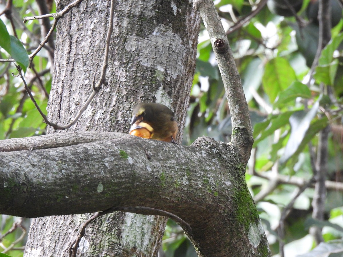 Kuzeyli Kurşuni Saltator - ML647193741