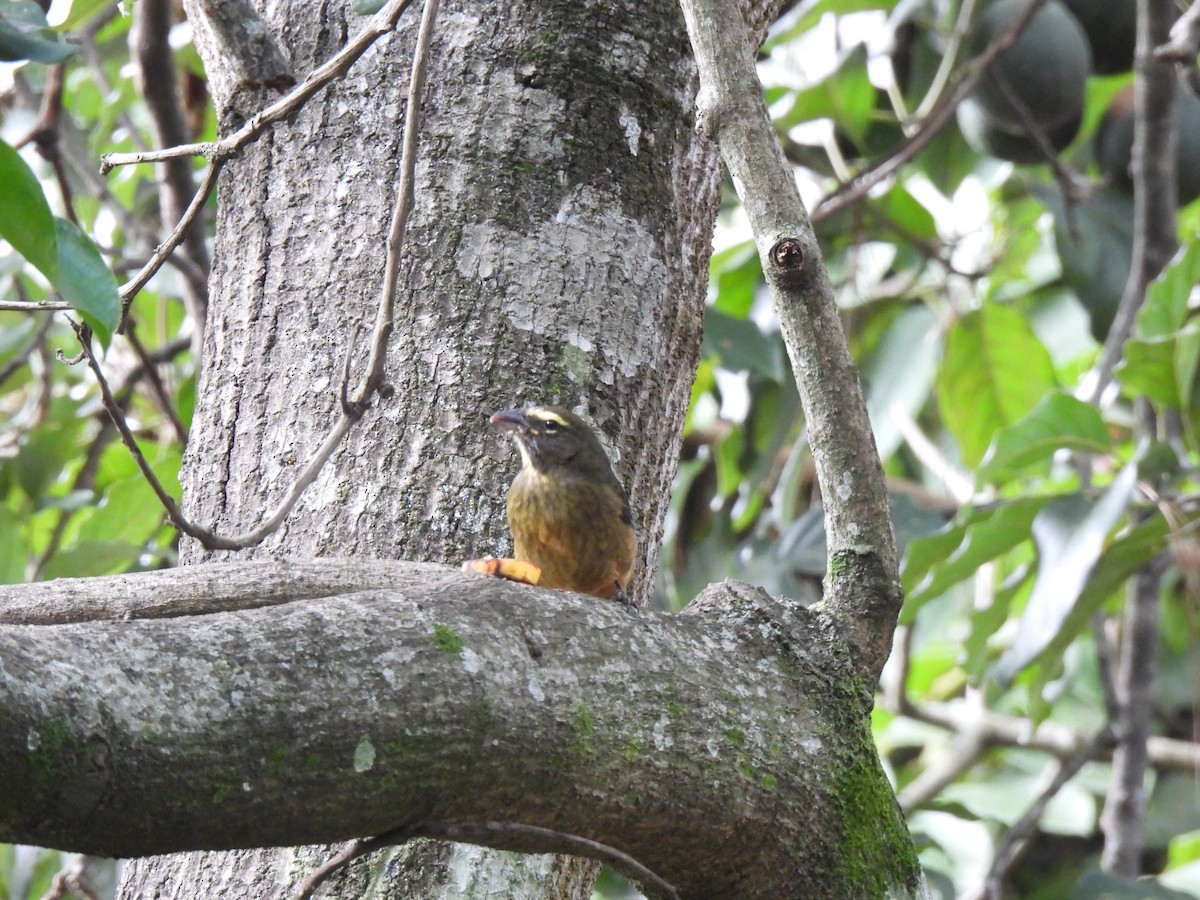 Kuzeyli Kurşuni Saltator - ML647193742