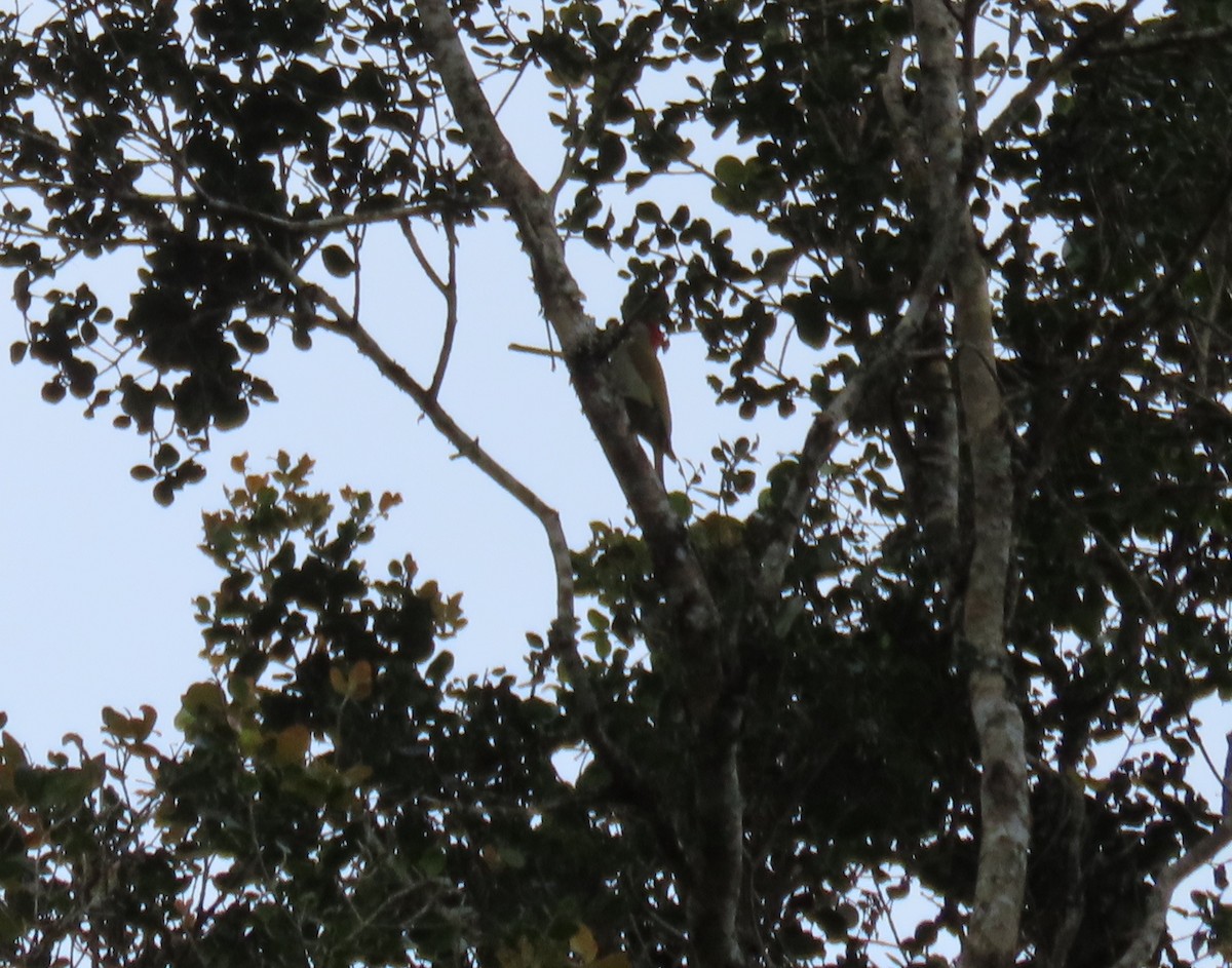 キンバネモリゲラ - ML647193753