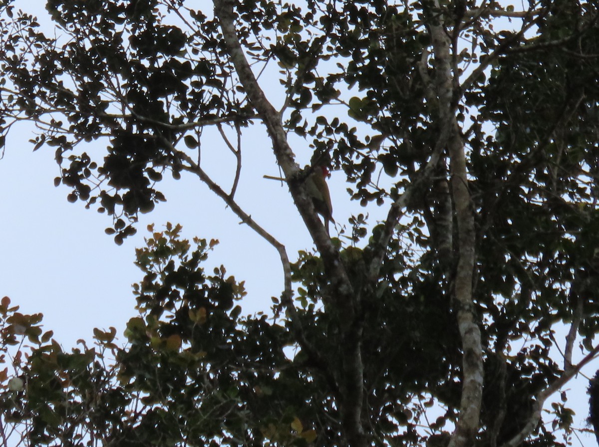 キンバネモリゲラ - ML647193754