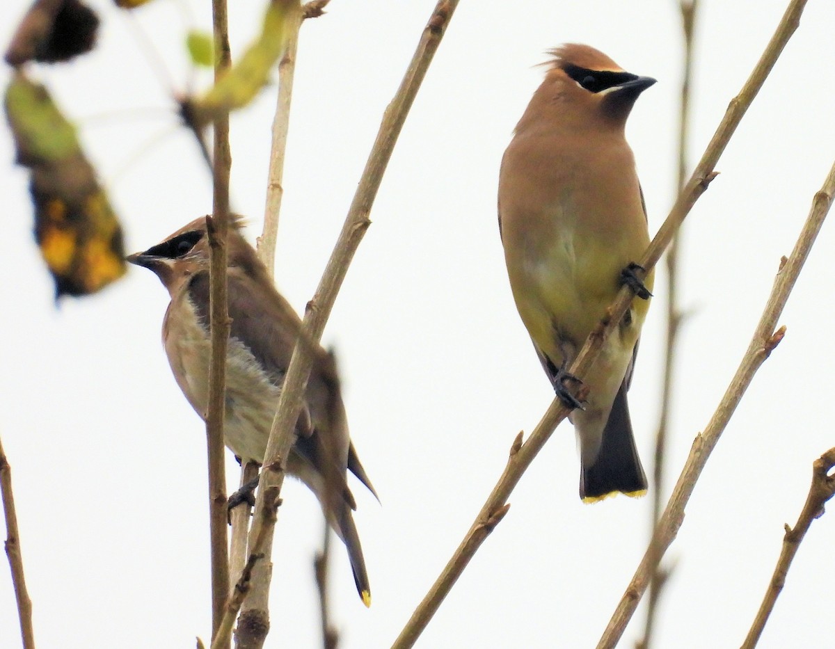 Cedar Waxwing - ML647193755