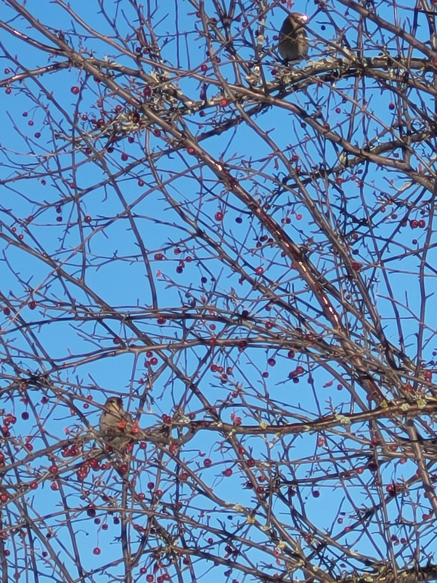 ギンザンマシコ - ML647193757