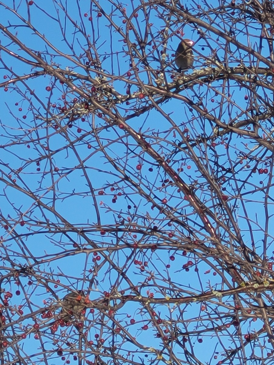 ギンザンマシコ - ML647193758