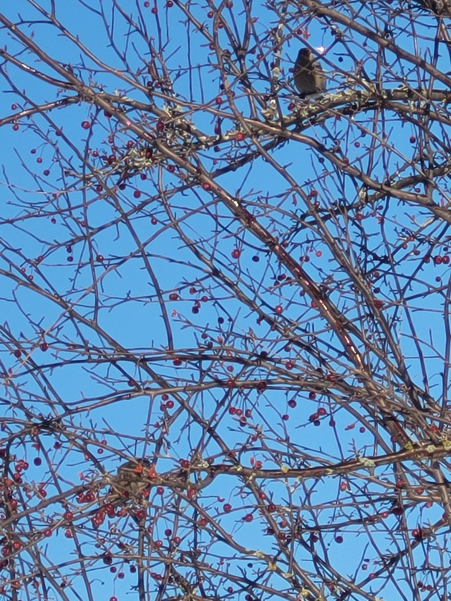 ギンザンマシコ - ML647193759