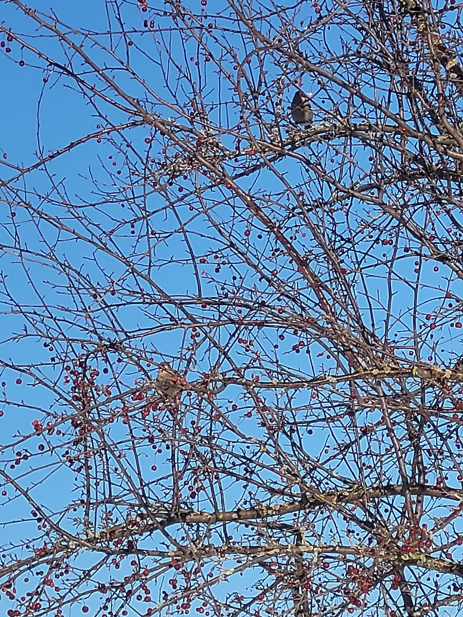 ギンザンマシコ - ML647193760