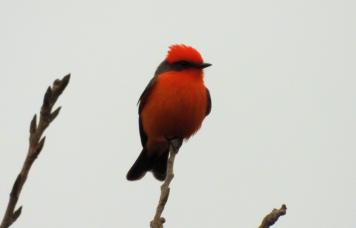 Vermilion Flycatcher - ML647193764